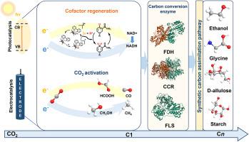 Sustainable hybrid photo/electro-enzyme systems for CO2 conversion