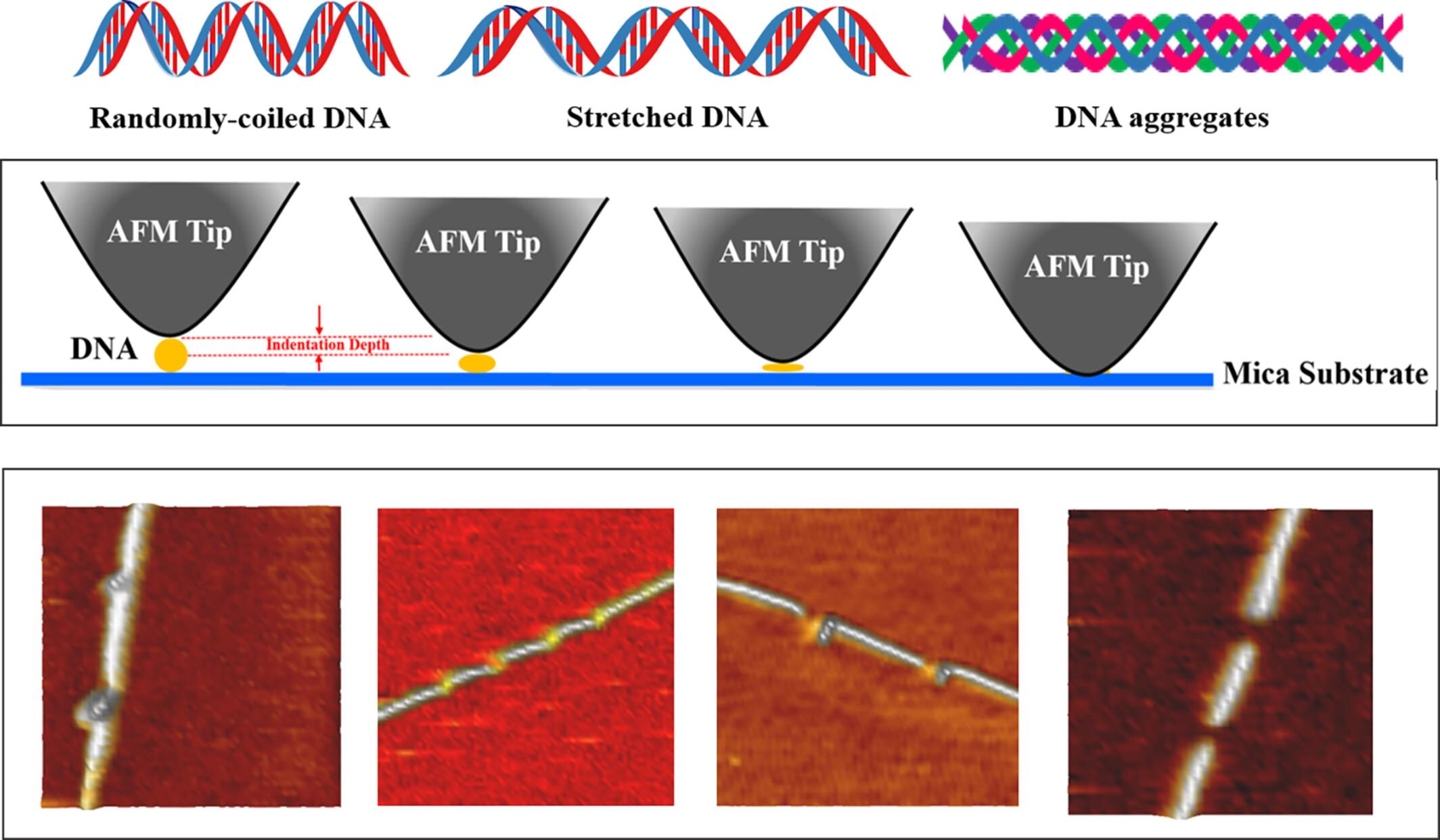 Viscoelasticity and Its Influence on the Manipulation of DNA Molecules
