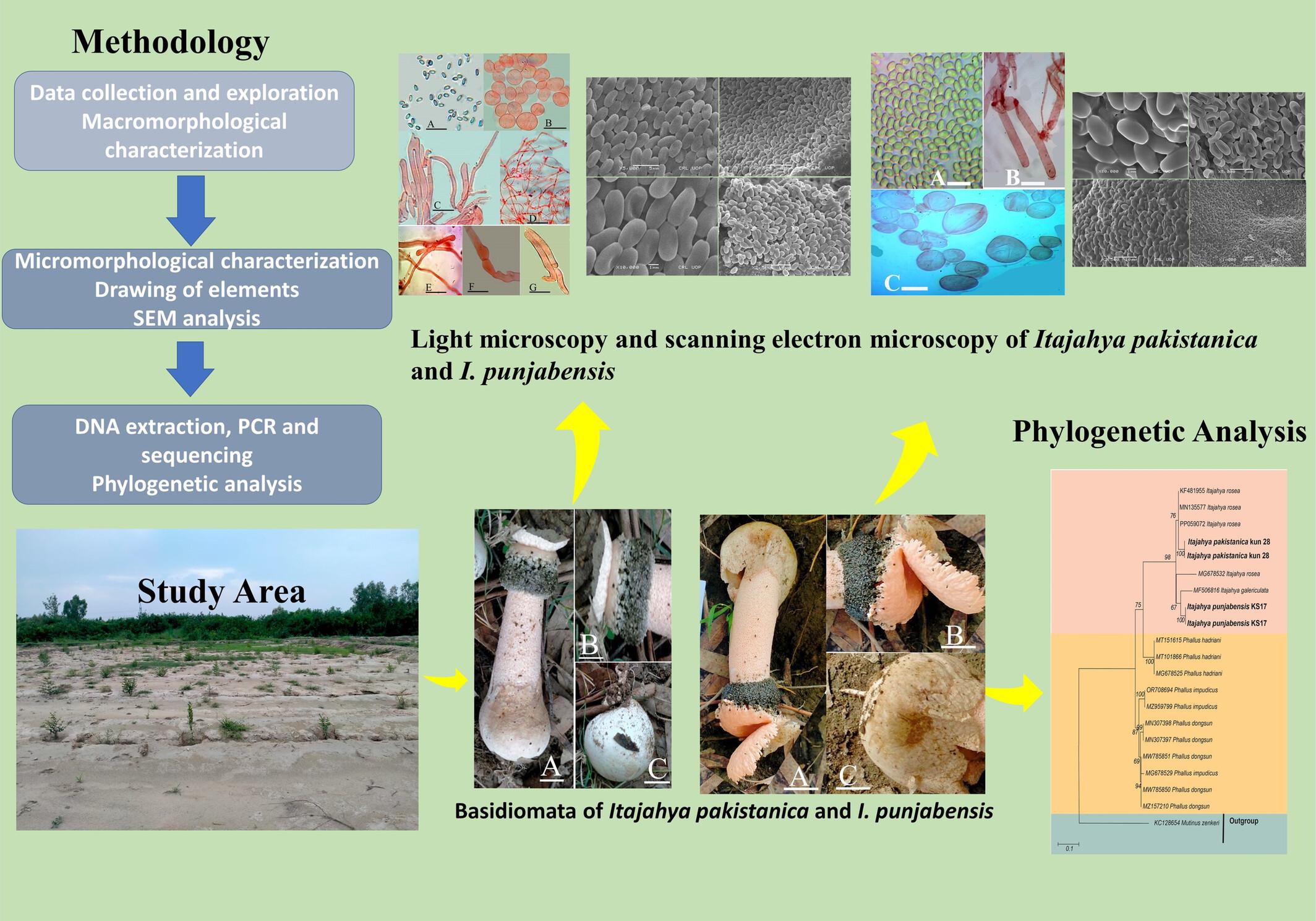 Morphoanatomic, Molecular, and Scanning Electron Microscopy Characterization of Two New Itajahya Species (Basidiomycota, Phallales) From Kundian Forest, Punjab, Pakistan