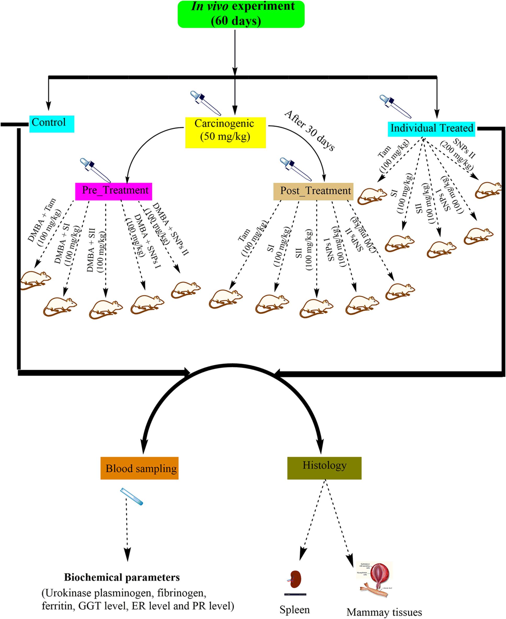 Biochemical and Histopathological Impact of DMBA-Induced Breast Cancer and Therapeutic Potential of Silk Sericin and Sericin Silver Nanoparticles