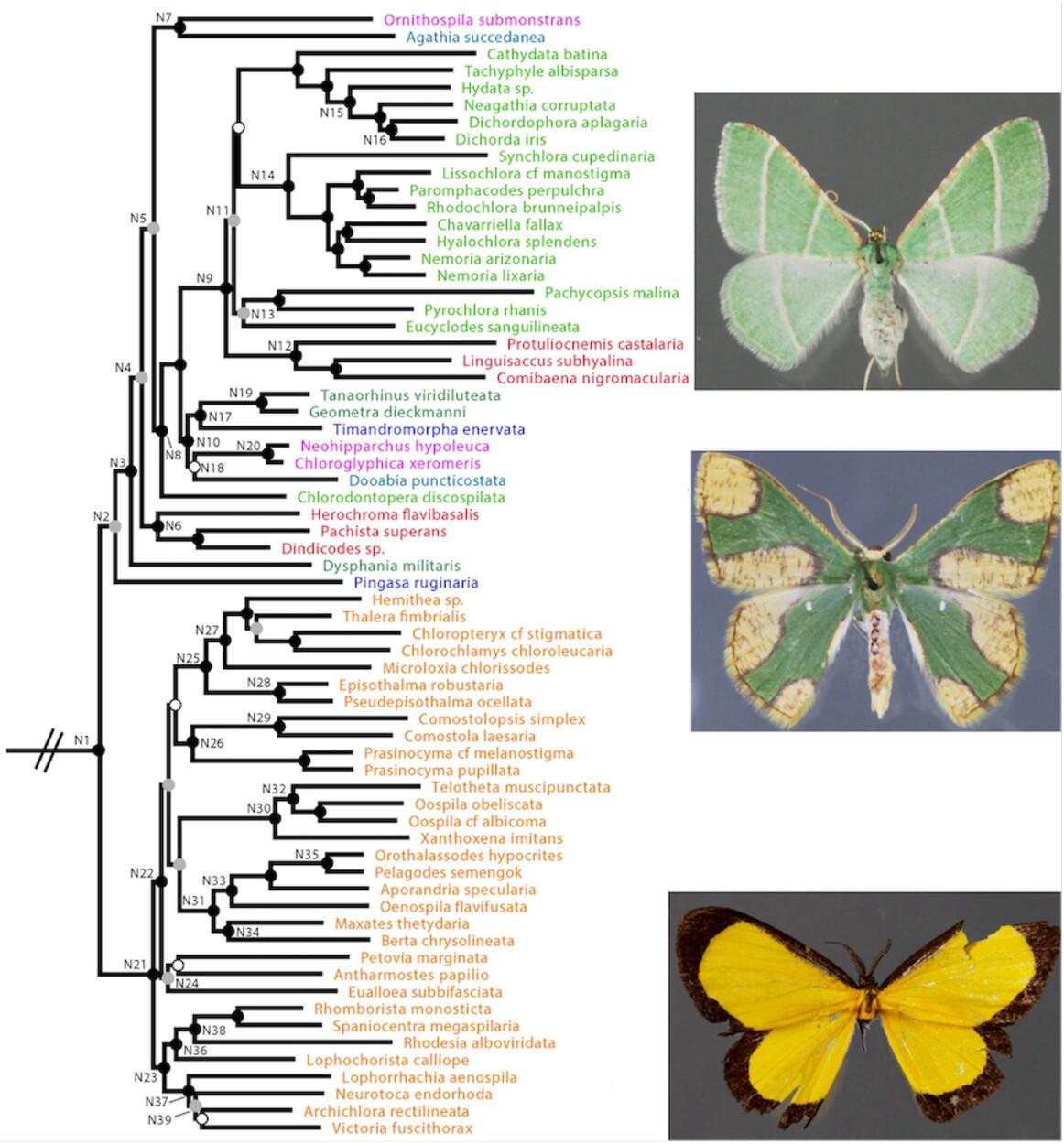 A target capture-based phylogeny of emerald moths (Lepidoptera: Geometridae: Geometrinae) provides new insights into tribal-level classification