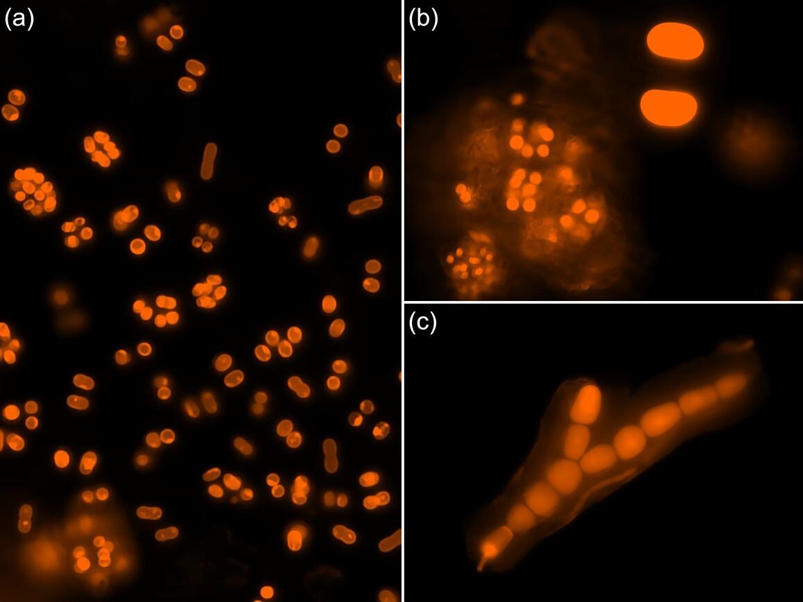 Four seasons of the phototrophic biofilms at the cave entrance zone of Petnica Cave