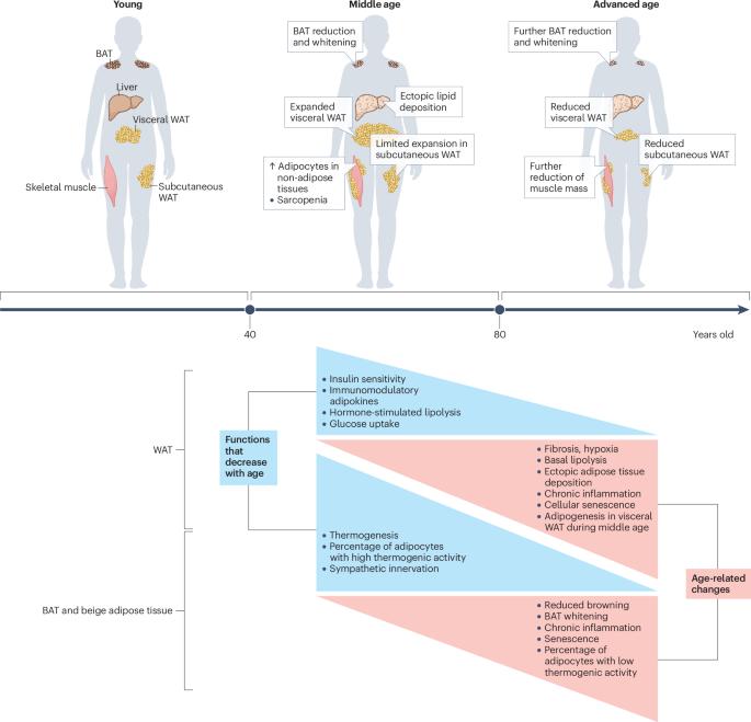 Adipose tissue ageing: implications for metabolic health and lifespan