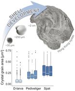 Oyster larval biomineralisation – insights from electron backscatter diffraction†