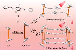 Controllable self-assembly and photothermal conversion of metalla[2]catenanes induced by synergistic effect of free radicals and stacking interactions