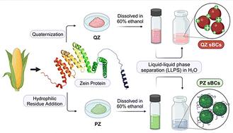 A synthetic biomolecular condensate from plant proteins with controlled colloidal properties†