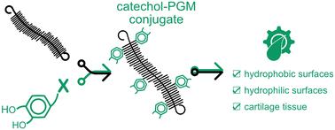 Improving the lubricity of commercial mucins via conjugation with catechol-like molecules