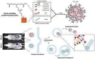 In vivo demonstration of enhanced mRNA delivery by cyclic disulfide-containing lipid nanoparticles for facilitating endosomal escape†