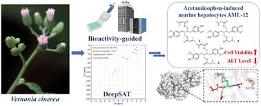 Bioassay-guided isolation of hepatoprotective lignans from Vernonia cinerea: DeepSAT-driven structural elucidation and predictive mechanistic insights against drug-induced liver injury†