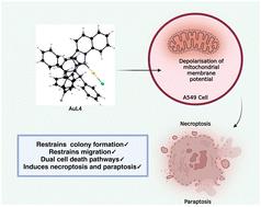 Rational design of gold(i)-NHC complexes as anticancer agents: induction of necroptosis and paraptosis in lung adenocarcinoma†