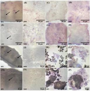 Combined Enzyme-pretreatments and drying techniques on rehydration kinetics, digestibility and physicochemical properties of instant rice