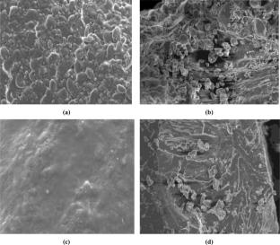Elucidating the bioactive constituent, antioxidant potential, nutrient digestibility and structural-morphological characteristics of curry (Murraya Koenigii) leaf powder fortified pasta