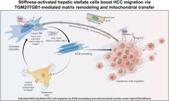 Stiffness-activated hepatic stellate cells boost HCC migration via TGM2/ITGB1-mediated matrix remodeling and mitochondrial transfer
