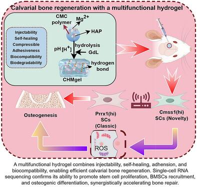 Acceleration of Calvarial Bone Regeneration by Stem Cell Recruitment with a Multifunctional Hydrogel