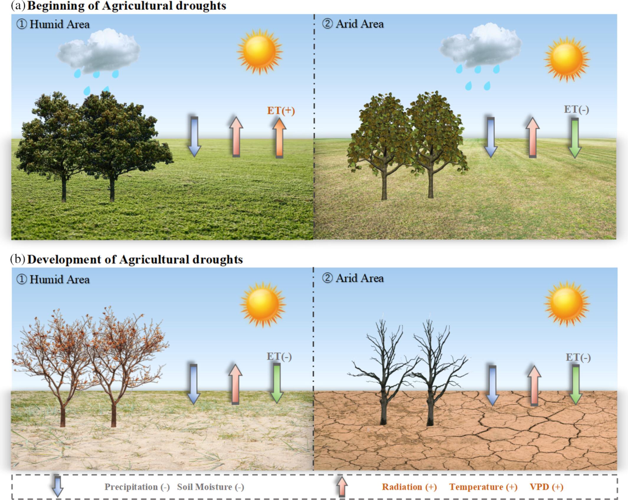 Response of Soil Moisture Deficits to Compound Droughts and Hot Extremes Across the Yangtze and Yellow River Basins