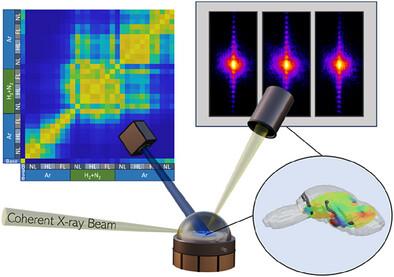 Real-Time Tracking of Nanoscale Morphology and Strain Evolution in Bi2WO6 via Operando Coherent X-Ray Imaging