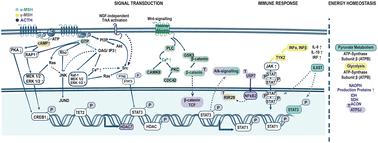 POMC-specific modulation of metabolic and immune pathways via melanocortin-3 receptor signaling†