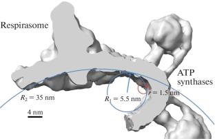 Membrane Curvature Controls the Efficiency of Oxidative Phosphorylation System