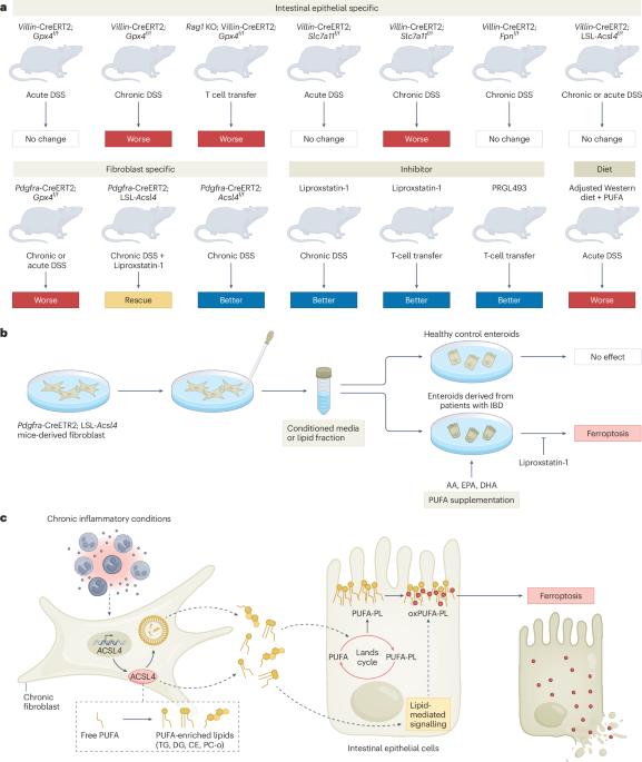 When gut fibroblasts feed epithelial cells to death