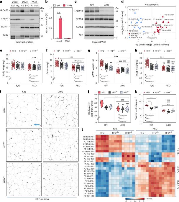 Dietary control of peripheral adipose storage capacity through membrane lipid remodelling