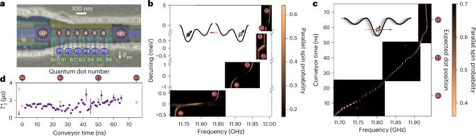 High-fidelity single-spin shuttling in silicon