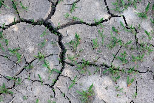 Plant processes matter