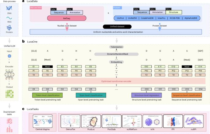 Generalized biological foundation model with unified nucleic acid and protein language