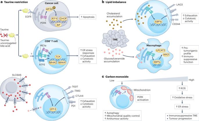 Endoplasmic reticulum stress responses in anticancer immunity