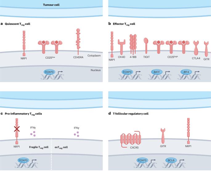 Regulatory T cells in the tumour microenvironment