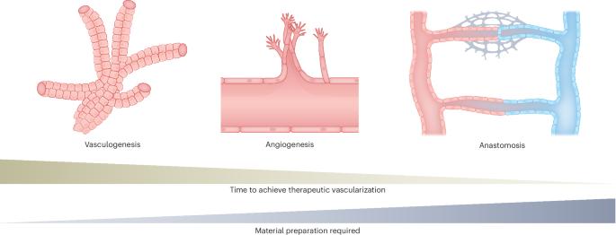 Strategies for the vascular patterning of engineered tissues for organ repair