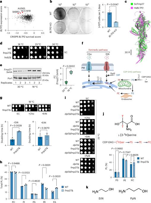 The Vps13-like protein BLTP2 regulates phosphatidylethanolamine levels to maintain plasma membrane fluidity and breast cancer aggressiveness
