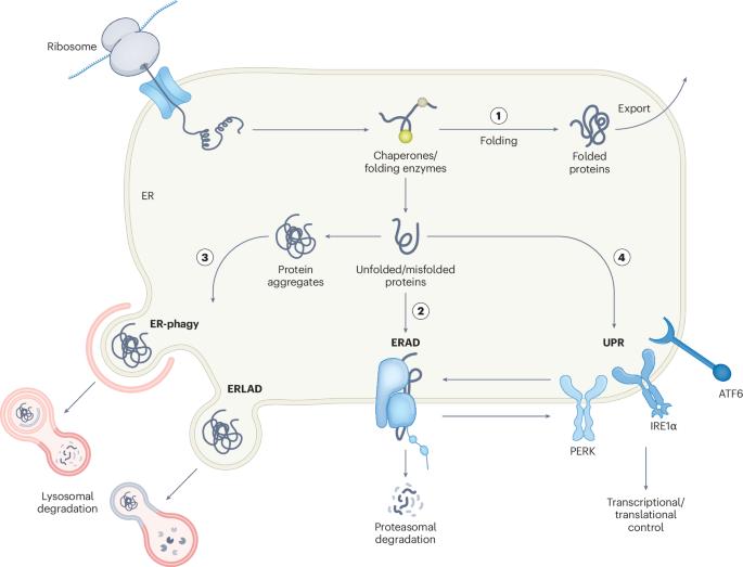 SEL1L–HRD1-mediated ERAD in mammals