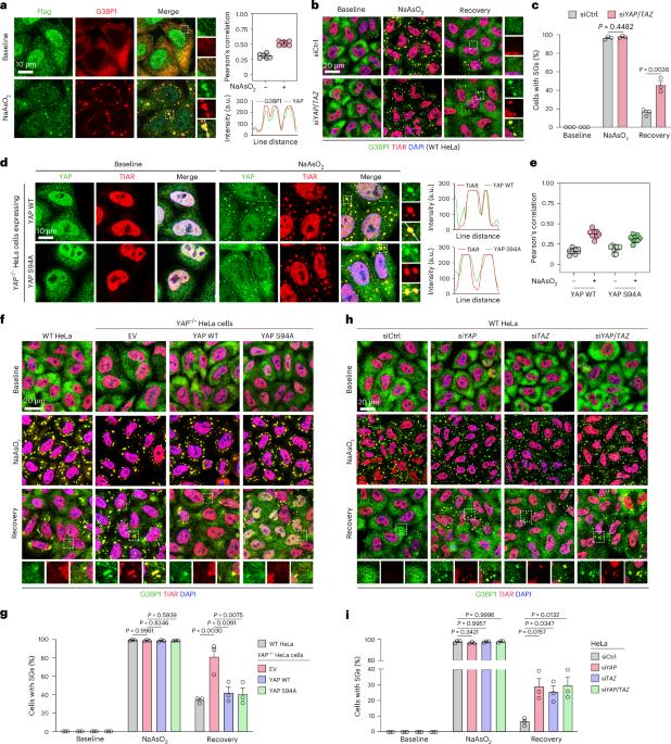 YAP maintains the dynamics of TDP-43 condensates and antagonizes TDP-43 pathological aggregates