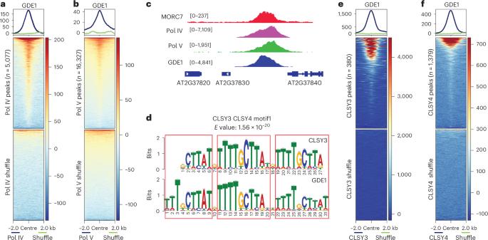 REM transcription factors and GDE1 shape the DNA methylation landscape through the recruitment of RNA polymerase IV transcription complexes