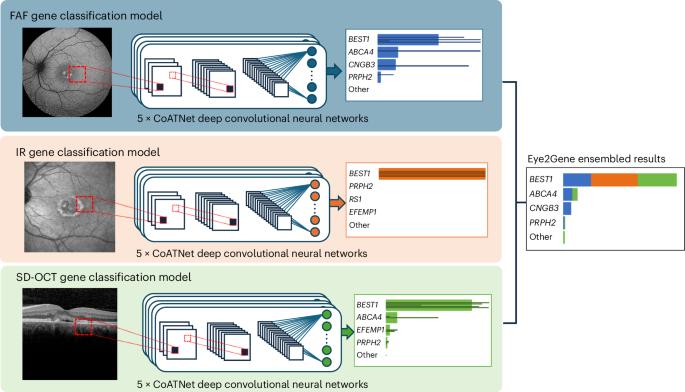 Next-generation phenotyping of inherited retinal diseases from multimodal imaging with Eye2Gene