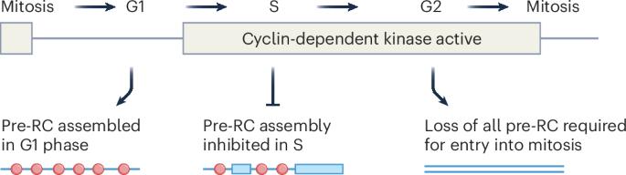 Mechanisms for licensing origins of DNA replication in eukaryotic cells