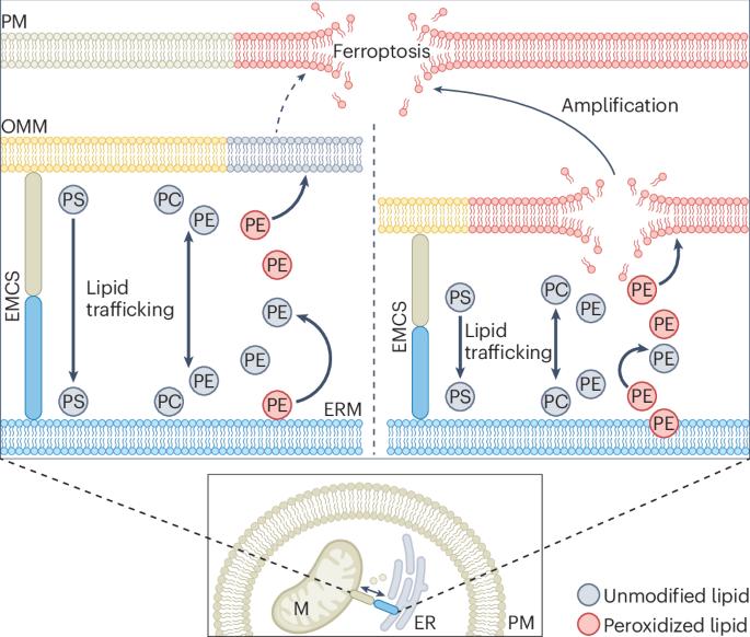 Organelle conversations drive ferroptosis