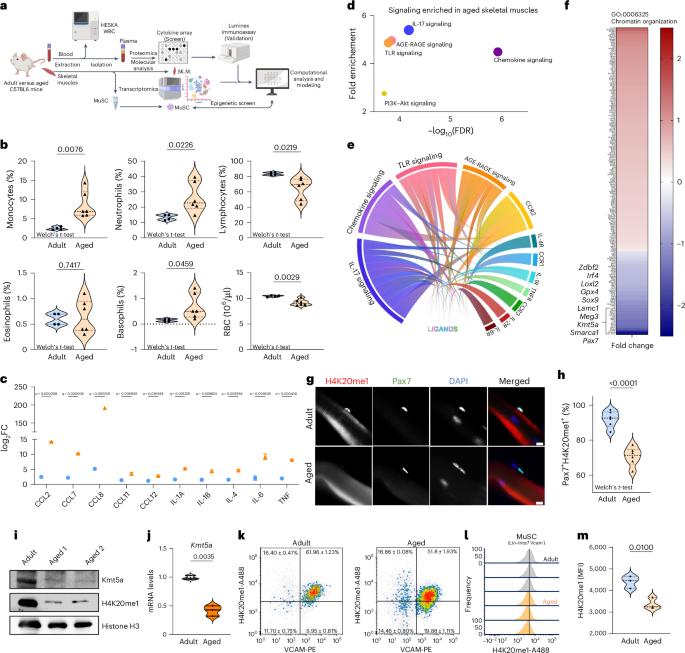 Epigenetic erosion of H4K20me1 induced by inflammation drives aged stem cell ferroptosis