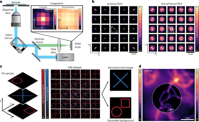Structured detection for simultaneous super-resolution and optical sectioning in laser scanning microscopy