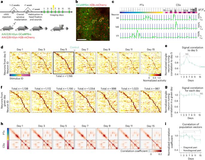 Homeostasis of a representational map in the neocortex