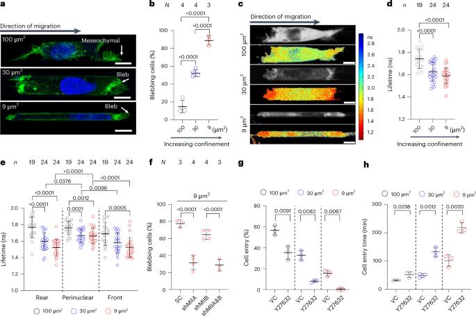 Cytoplasmic anillin and Ect2 promote RhoA/myosin II-dependent confined migration and invasion