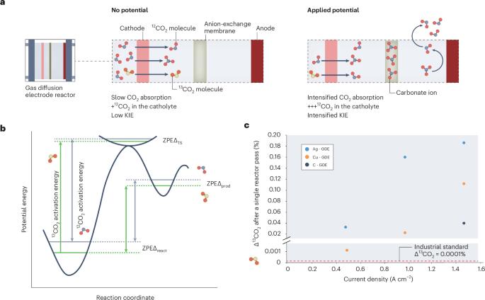 Complex behaviour of isotopes in CO2 electroreduction