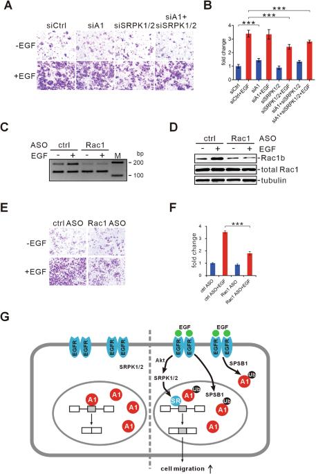 Author Correction: SPSB1-mediated HnRNP A1 ubiquitylation regulates alternative splicing and cell migration in EGF signaling
