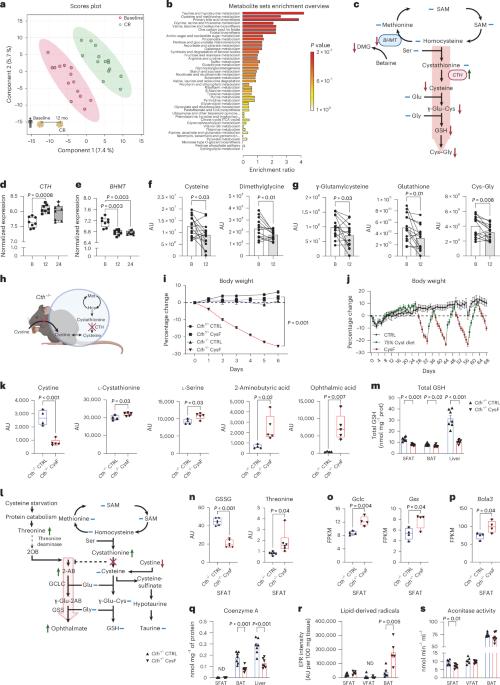 Cysteine depletion triggers adipose tissue thermogenesis and weight loss