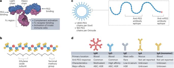 Polyethylene glycol immunogenicity in nanomedicine