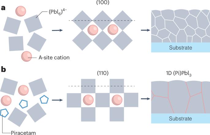 Scalable perovskite tandems enabled by dual-stage molecular regulation