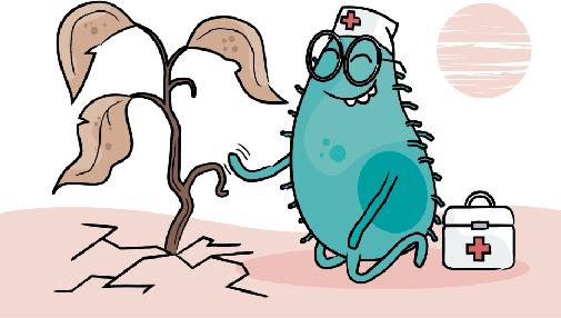 Microbial allies in plant defence against drought