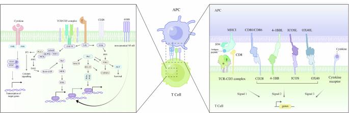 Transitioning from native to synthetic receptors: broadening T-cell engineering and beyond