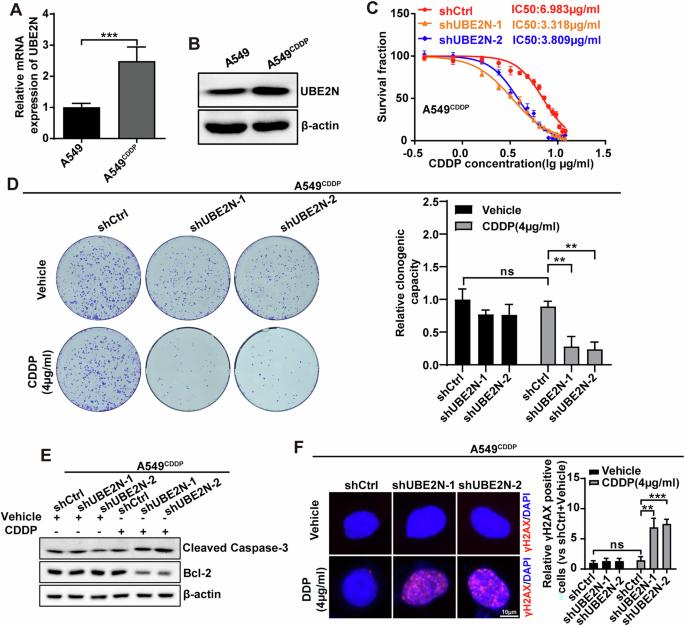 UBE2N inhibition abrogates cancer chemoresistance and metastasis in lung adenocarcinoma