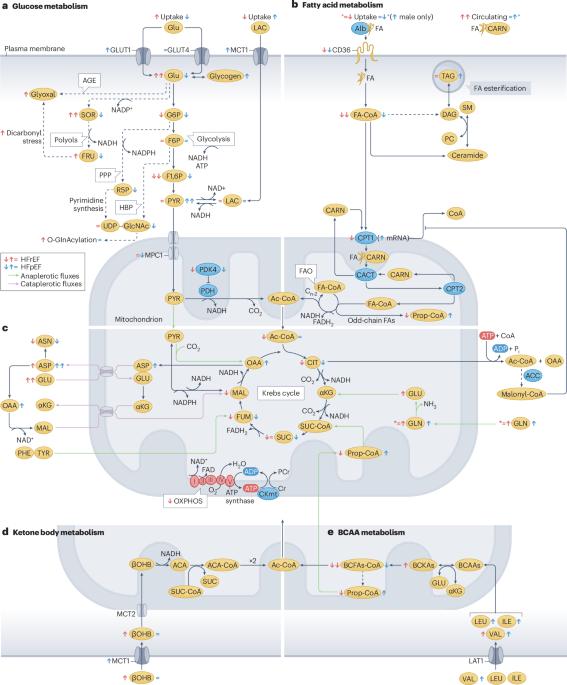 Cardiac intermediary metabolism in heart failure: substrate use, signalling roles and therapeutic targets